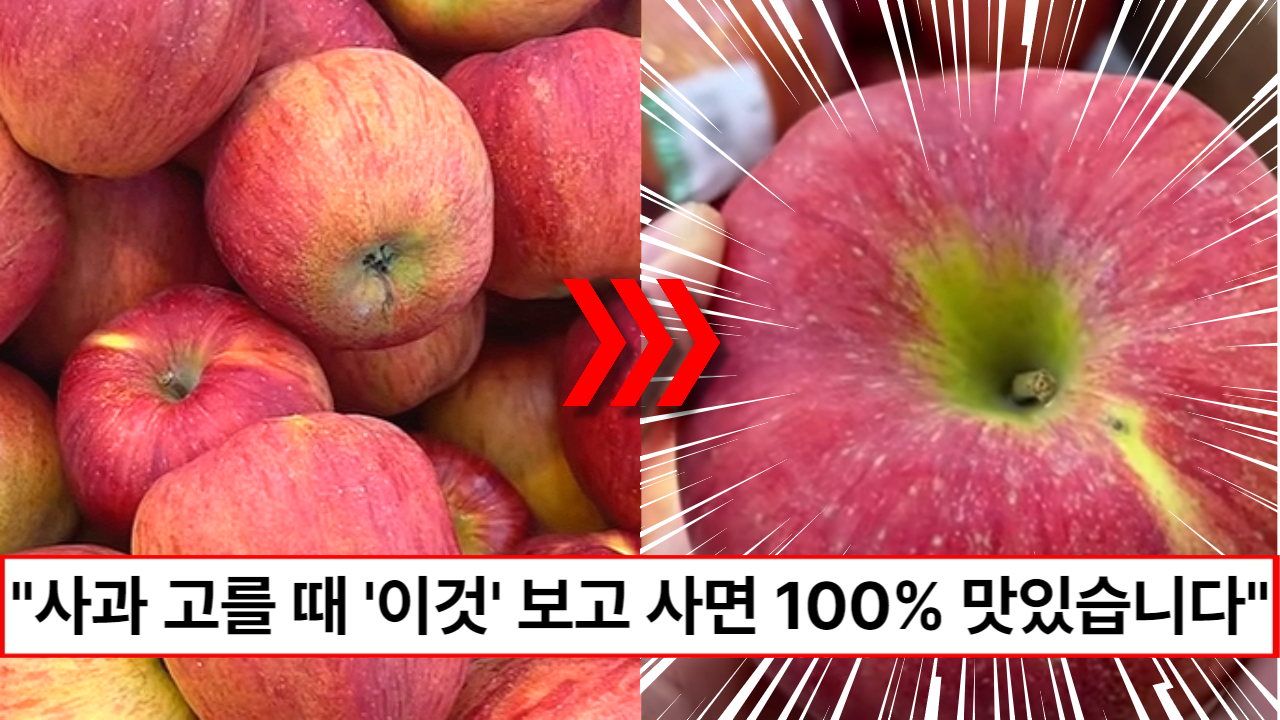 "사과는 이런것만 사세요" 과일가게 사장님이 알려주는 100% 맛있는 사과 고르는 방법 3가지